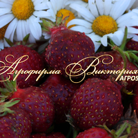 Земклуника ЦУКАТ АНАНАСНЫЙ (КРУПНОМЕР! ОГРОМНЫЙ КУСТ, УРОЖАЙ В ГОД ПОСАДКИ) Земклуника ЦУКАТ АНАНАСНЫЙ (КРУПНОМЕР! ОГРОМНЫЙ КУСТ, УРОЖАЙ В ГОД ПОСАДКИ)